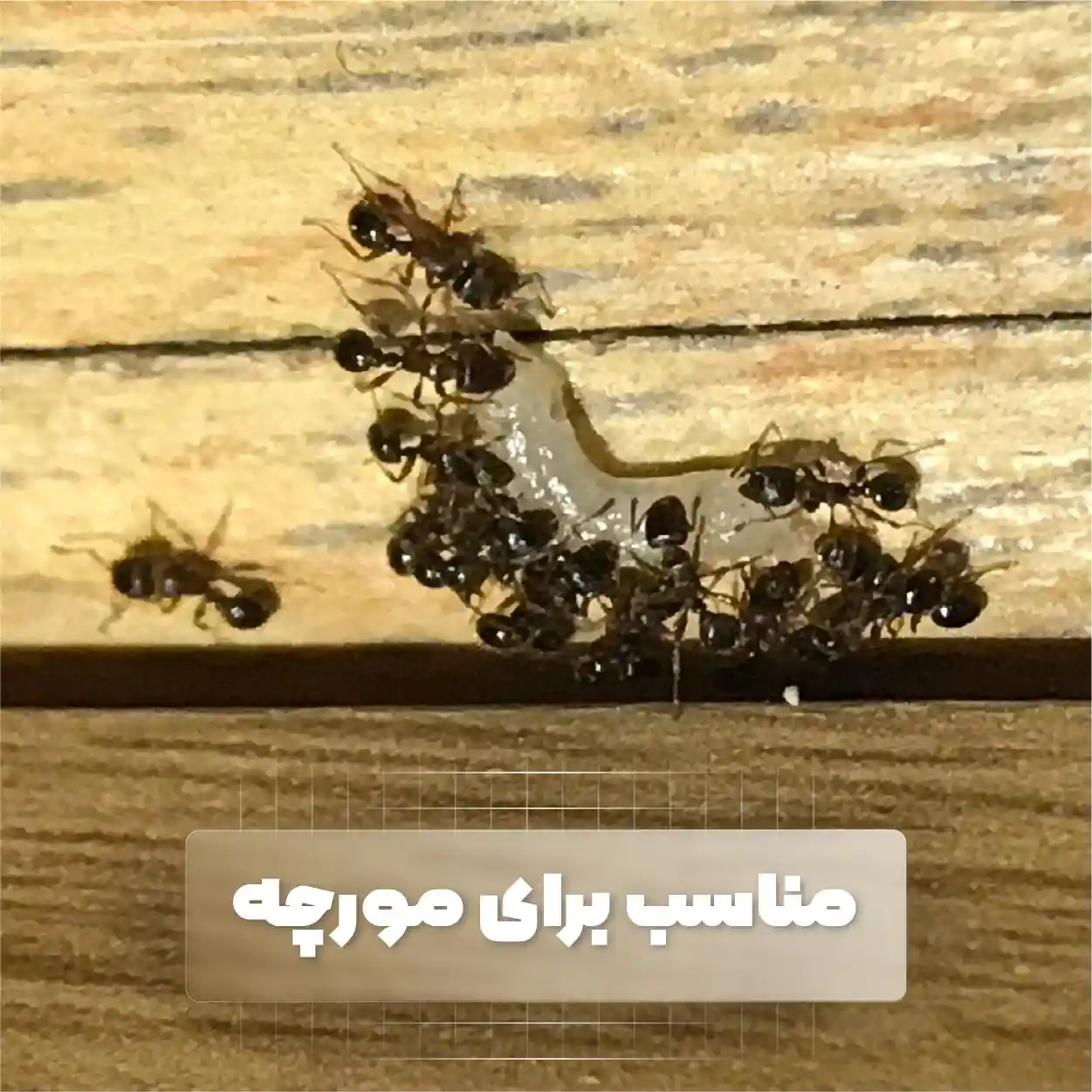 محصول کنترل مورچه